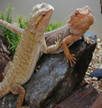 FOTO: Royal Zoo