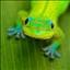 cactusgecko
