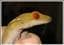 Rainbow_Reptiles
