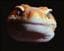 Uromastyx