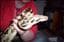 REPTILEN