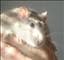 Ratata